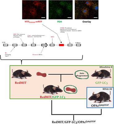 Validating the RedMIT/GFP-LC3 Mouse Model by Studying Mitophagy in Autosomal Dominant Optic Atrophy Due to the OPA1Q285STOP Mutation